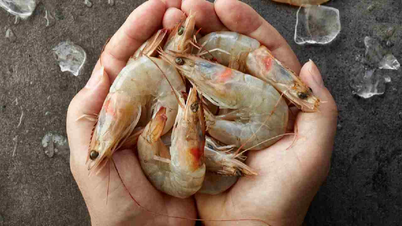 A New Initiative Launched In Andhra Pradesh To Address The Problems Of Small Shrimp Farmers