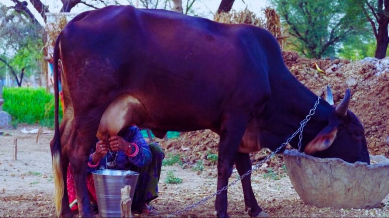 गाय-भैंस की देखभाल ऐसे करेंगे तो दूध से भरने लगेगी बाल्टी, पशुपालकों के लिए टिप्स