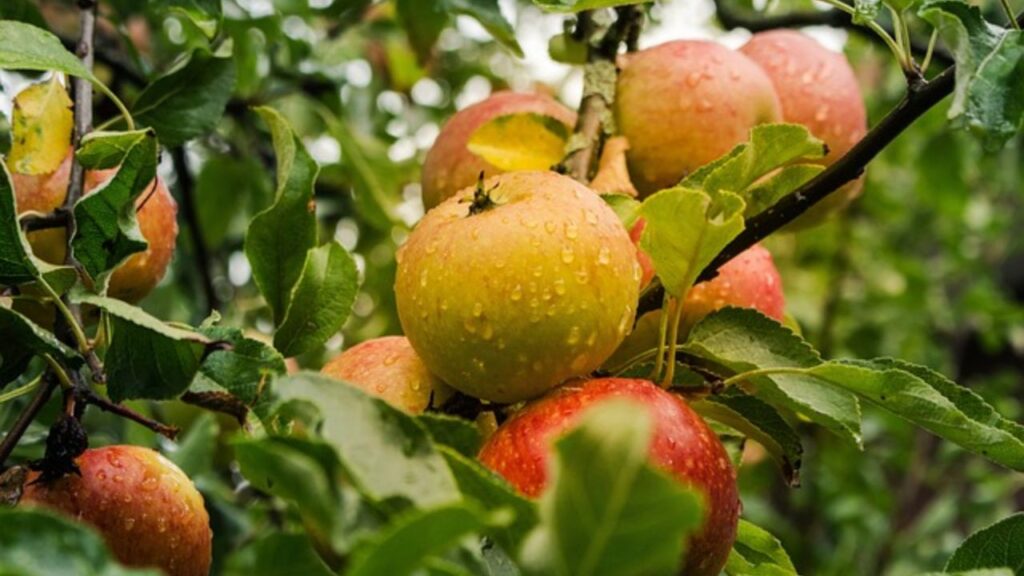 Apple Cultivation in Himachal Pradesh
