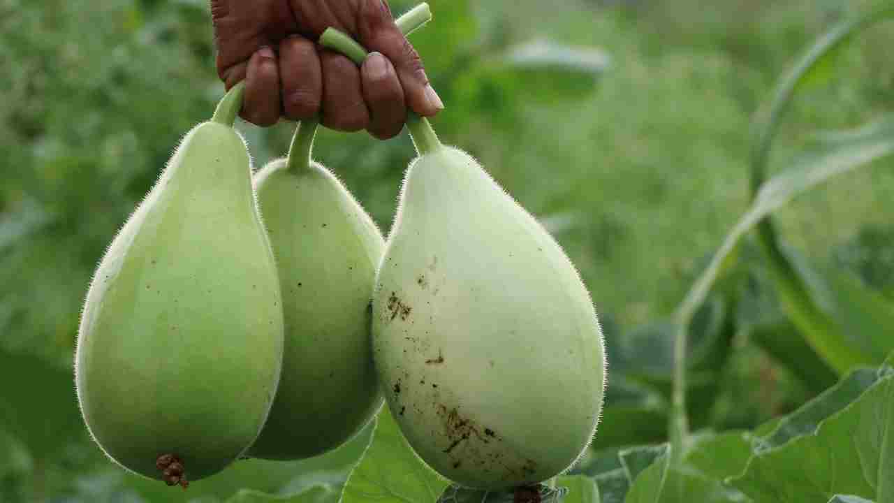 क्या आपके खेत में उग रही हैं कड़वी लौकी? जानिए इसकी असली वजह