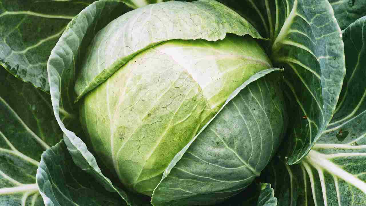 पत्ता गोभी की ये खास किस्म बरसात में देगी भारी उपज, कम खर्च में कमाएं लाखों