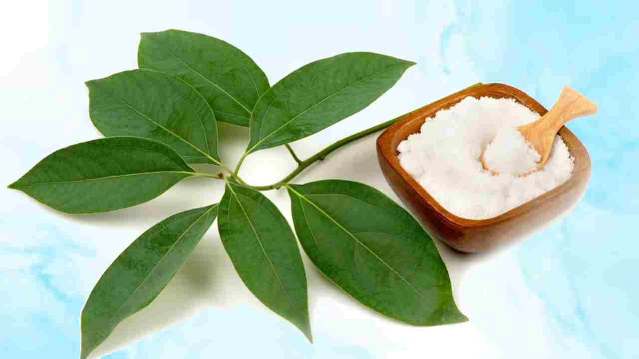 घर पर लगाएं सुगंध और ताजगी से भरपूर ये पौधा, पूजा-पाठ में भी आएगा काम