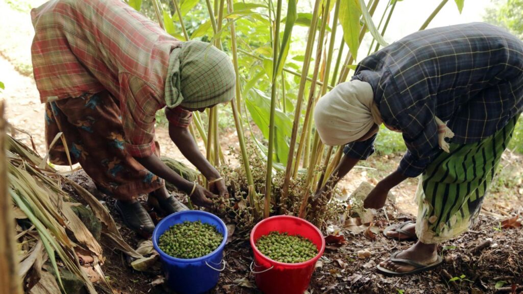 मालाबार इलायची की खेती से 12 साल तक कमाए मुनाफा, फोटो क्रेडिट- pexels