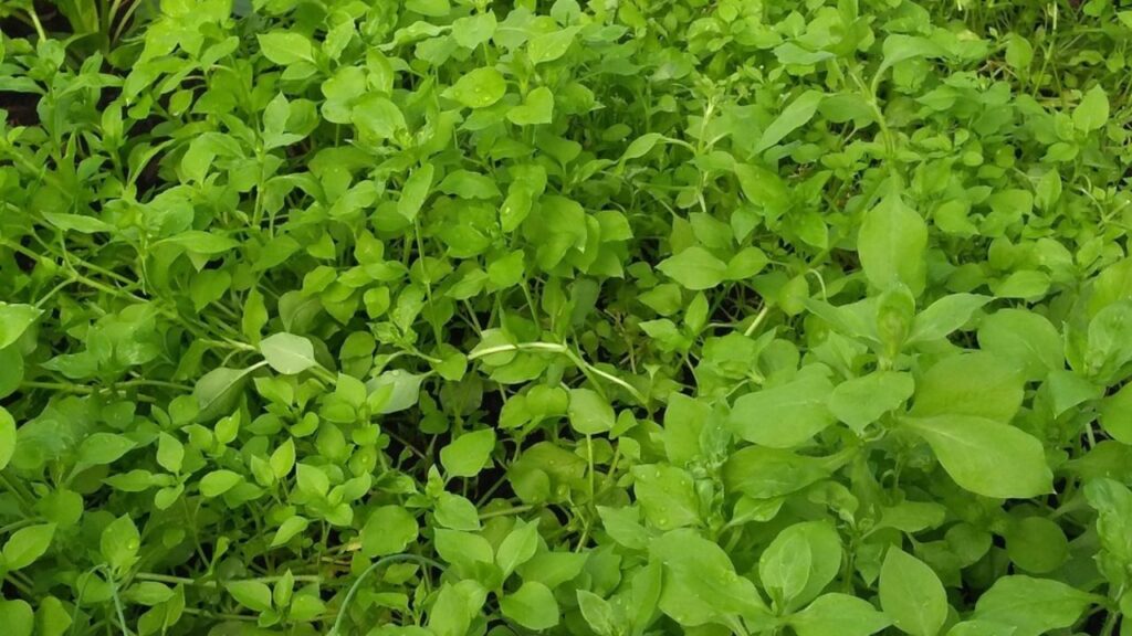 चिकवीड (Stellaria media) एक छोटा, फैलने वाला वार्षिक खरपतवार है, जो अपनी चिकनी, अंडाकार पत्तियों और सफेद, छोटे फूलों के लिए जाना जाता है. यह उत्तरी और दक्षिणी गोलार्ध में आम है और अक्सर लॉन, बगीचों और खतों में पाया जाता है.