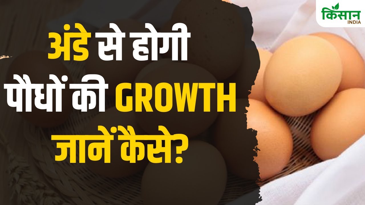 Tips And Tricks: अंडे की मदद से होगी पौधों की ग्रोथ