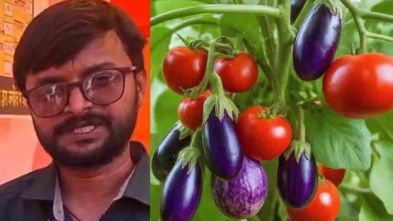 बिहार के युवा किसान का कमाल, एक ही पौधे में उगाए टमाटर और बैंगन