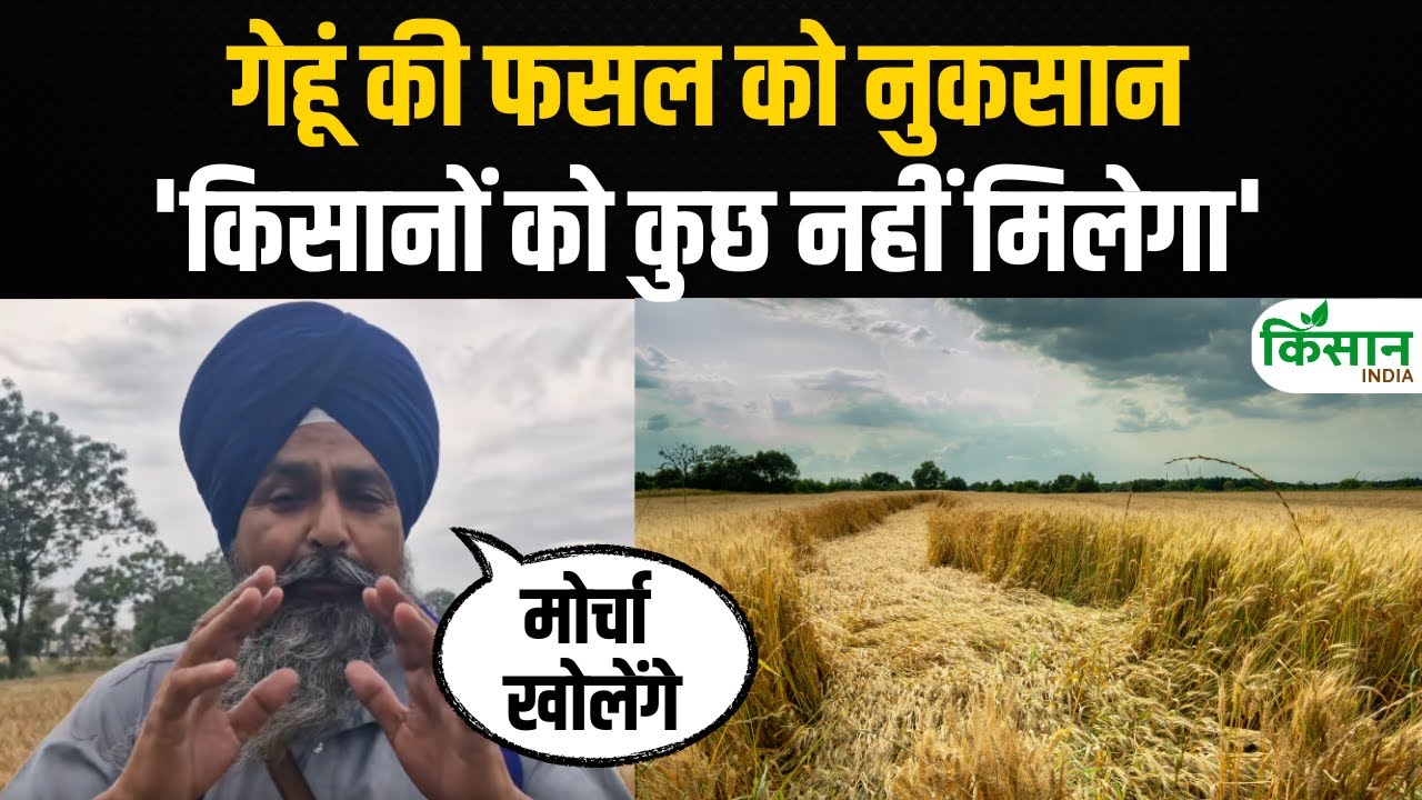 बारिश से फसलों को नुकसान, किसान नेता पंढेर बोले- सरकार कुछ नहीं देगी