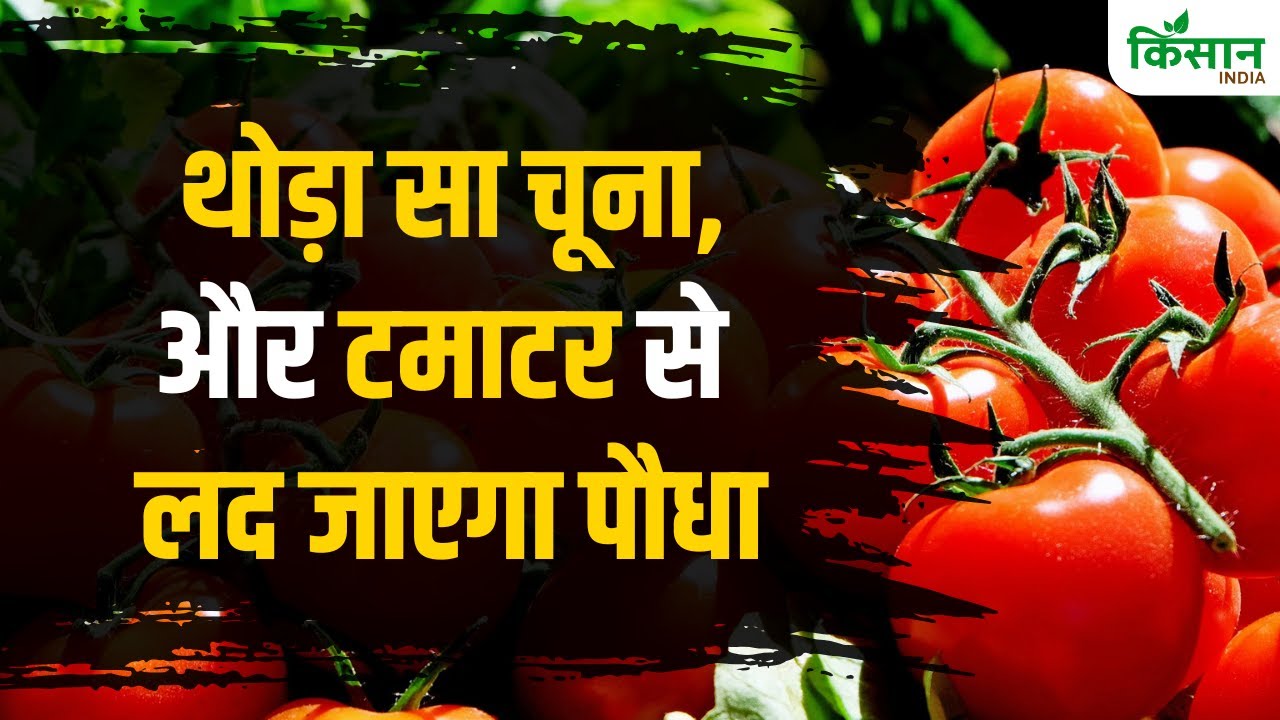 थोड़ा सा चूना और टमाटर से लद जाएगा पौधा