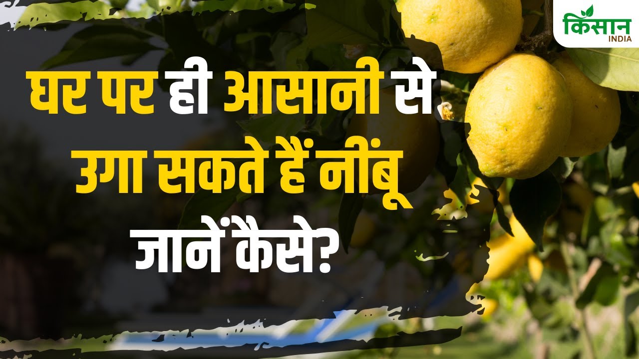 इन टिप्स से घर पर उगाएं Lemon Plant