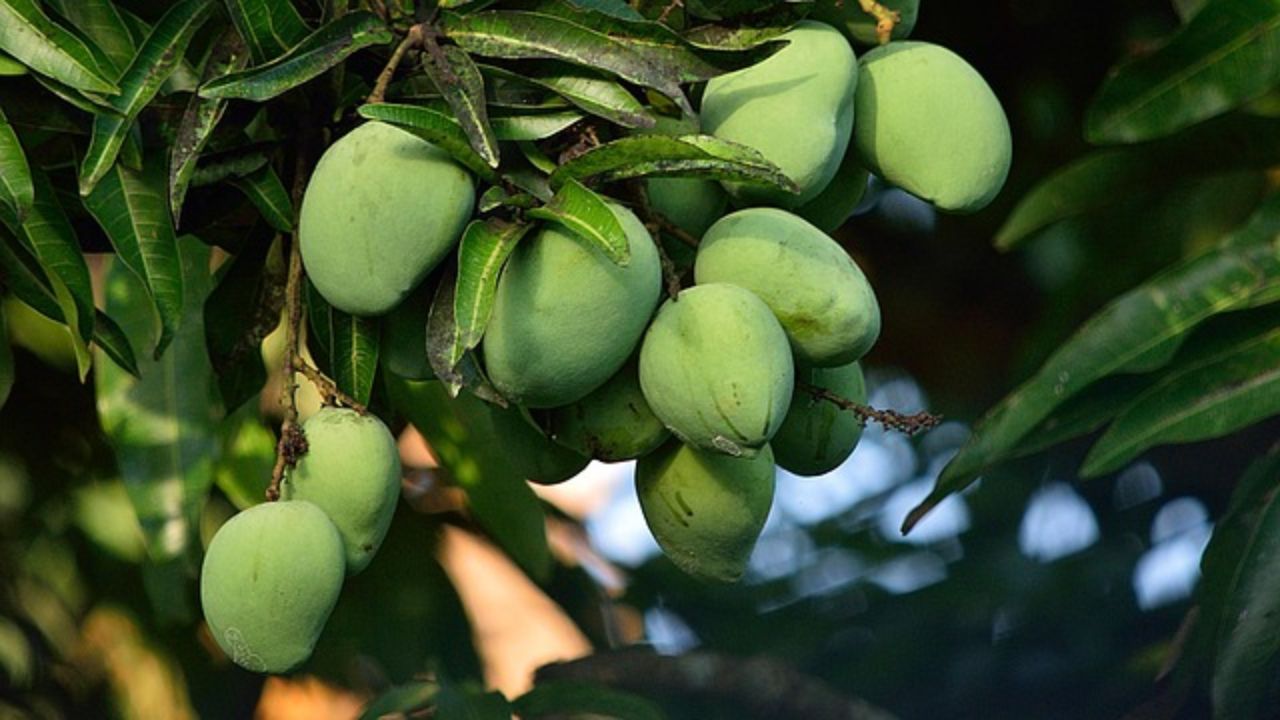 कारी इशाद आम अपने स्वाद-सुगंध के लिए दुनियाभर में मशहूर, मिल चुका GI टैग