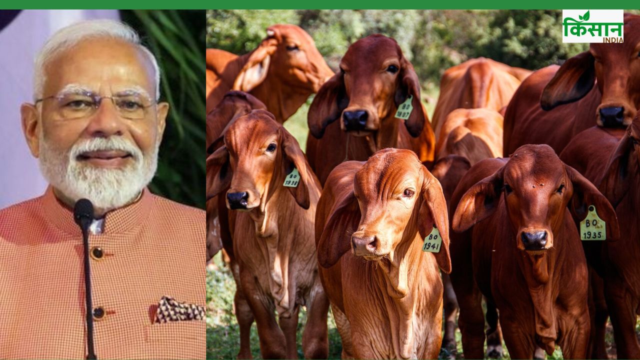 खुरपका मुंहपका मुफ्त टीकाकरण इस बार जल्द शुरू होगा, इन राज्यों पर फोकस