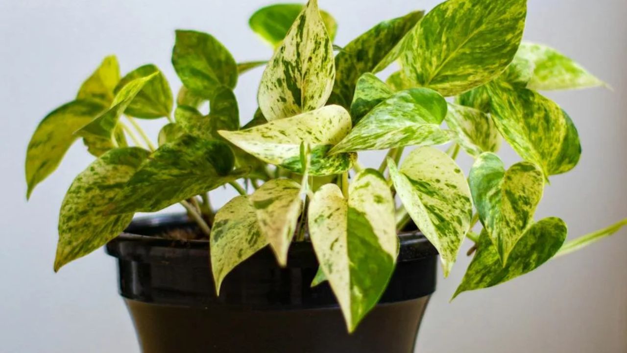 Kitchen garden: गमले में इस तरह डालें प्याज के छिलके का पानी, भीषण गर्मी में भी हरा भरा रहेगा मनी प्लांट