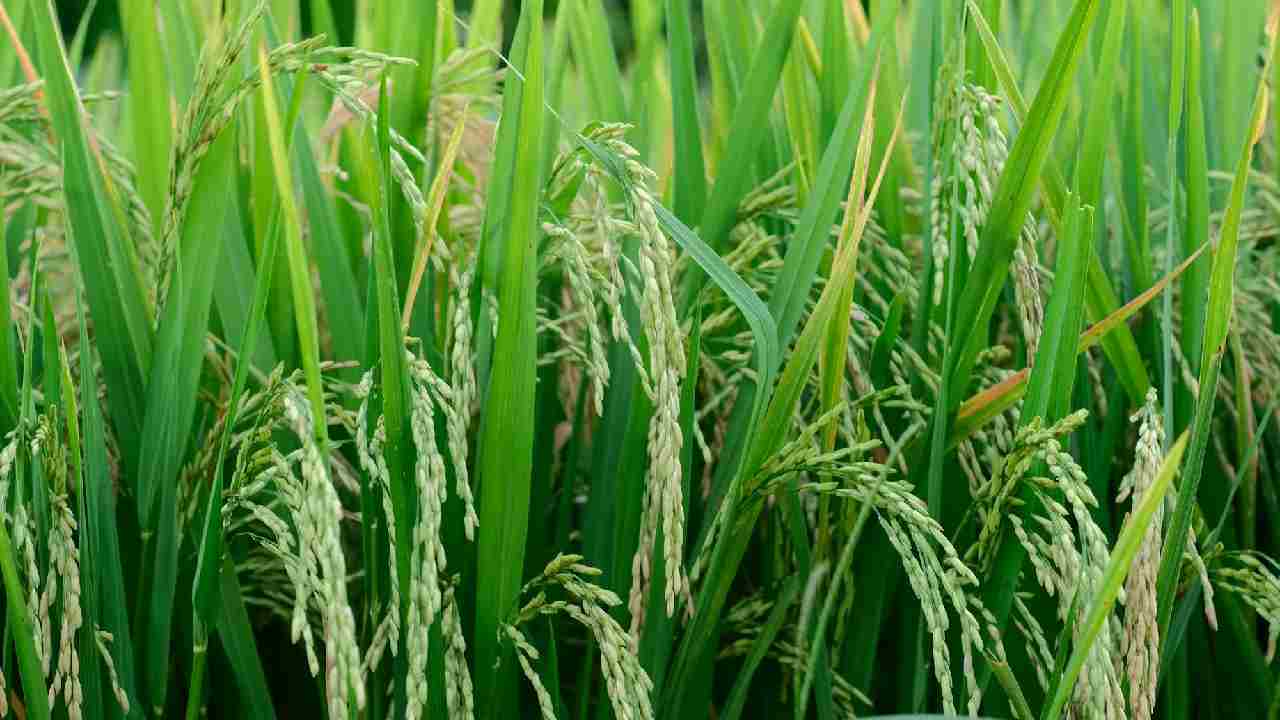 तेलंगाना में 70 लाख टन धान खरीद का है टारगेट, खर्च होंगे 15000 करोड़ रुपये