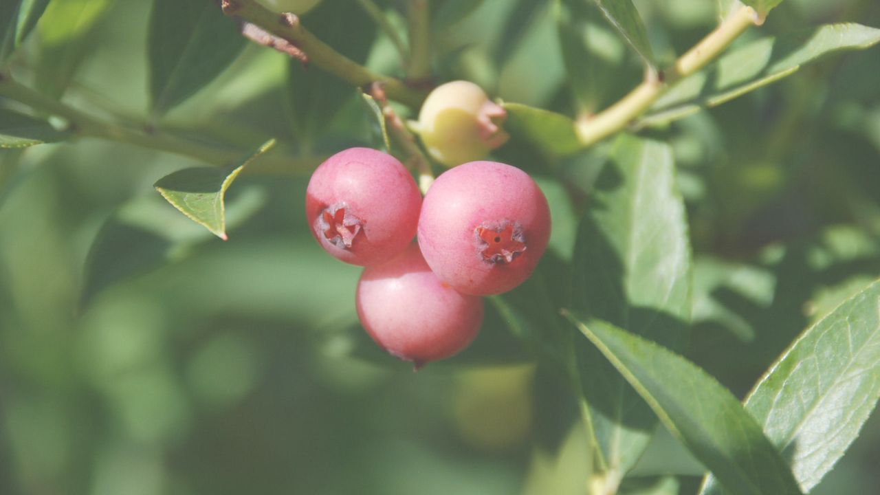 Pink Lemonade Blueberry: मीठी ब्लूबेरी घर में उगाने का तरीका क्या है, आसान टिप्स