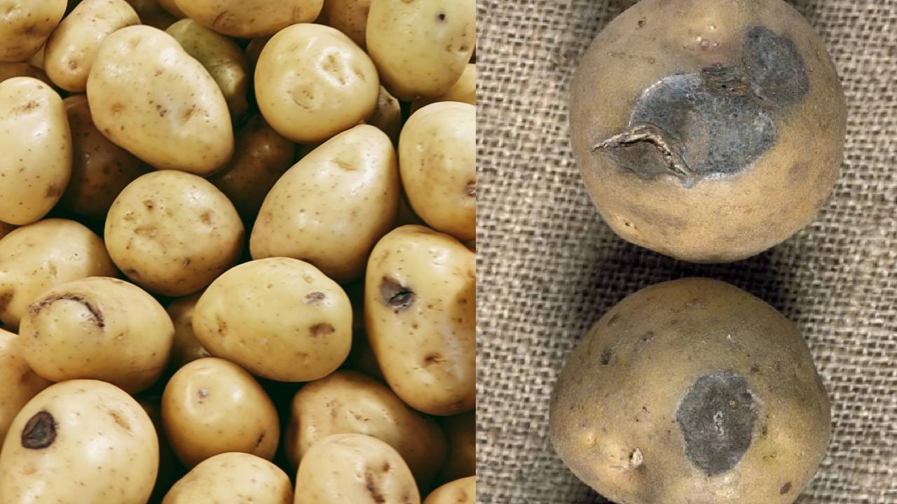 अगर आलू पर दिखें ये काले निशान, तो किसान तुरंत हो जाएं सावधान- ऐसे करें बचाव