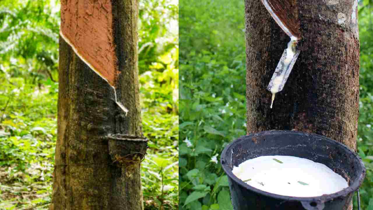 तेल की कीमतों में उछाल से रबर उद्योग परेशान, सिंथेटिक रबर बनाना हुआ महंगा