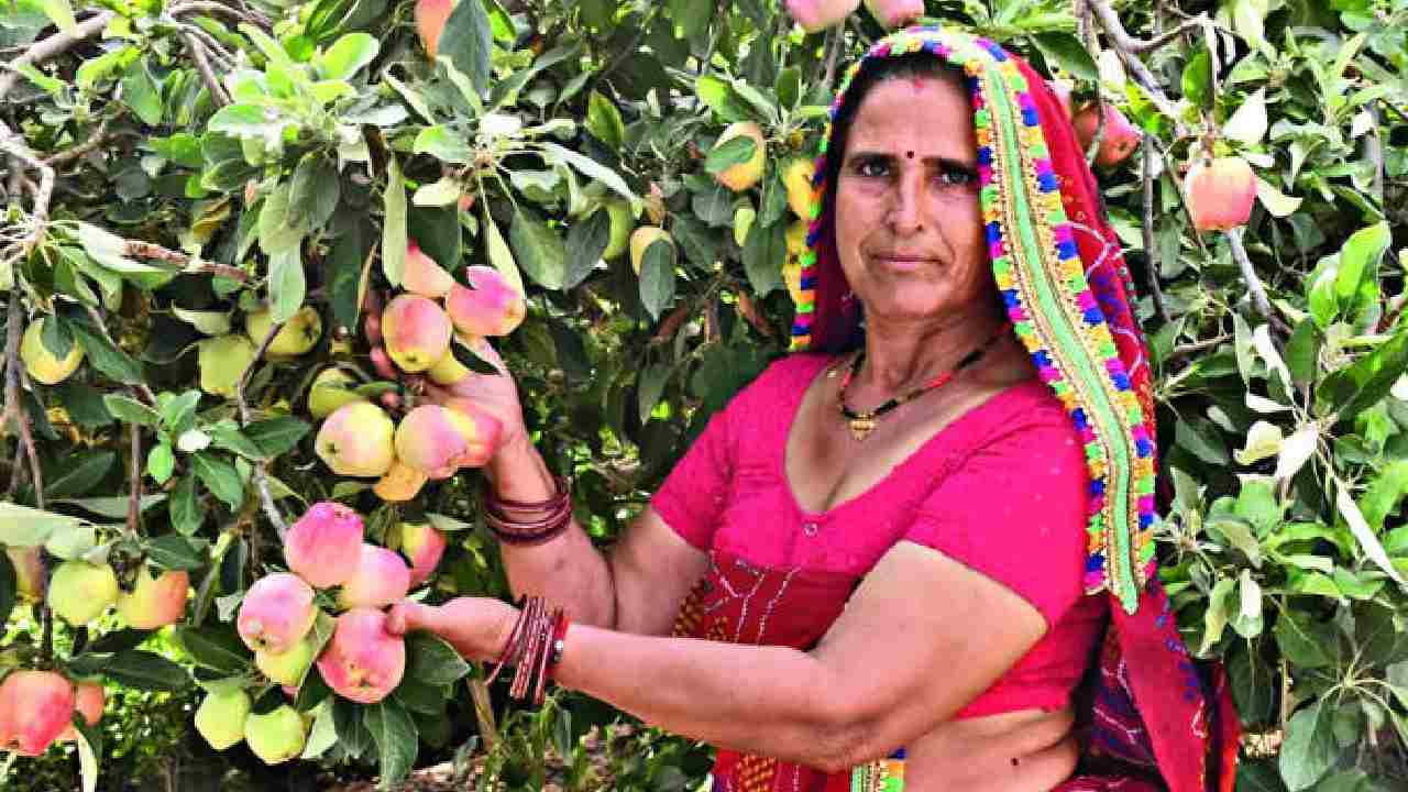 सीकर की संतोष खेदड़ ने रेत में उगाए सेब, सालाना कमा रहीं 35 लाख रुपये