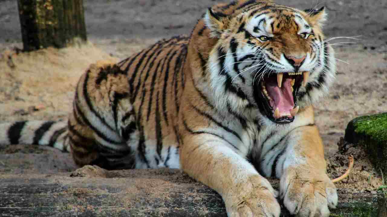 इंसान-बाघ टकराव पर लगेगा ब्रेक, मध्य प्रदेश सरकार लगाएगी 145 करोड़ की फेंसिंग