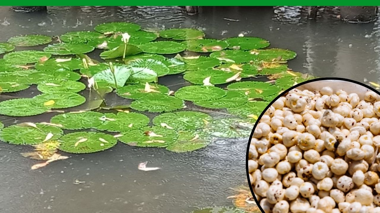 मखाना श्रमिकों का बनेगा लेबर कार्ड, सरकार तैयार करेगी 5 साल का रोड मैप.. लाखों किसानों को सीधा फायदा