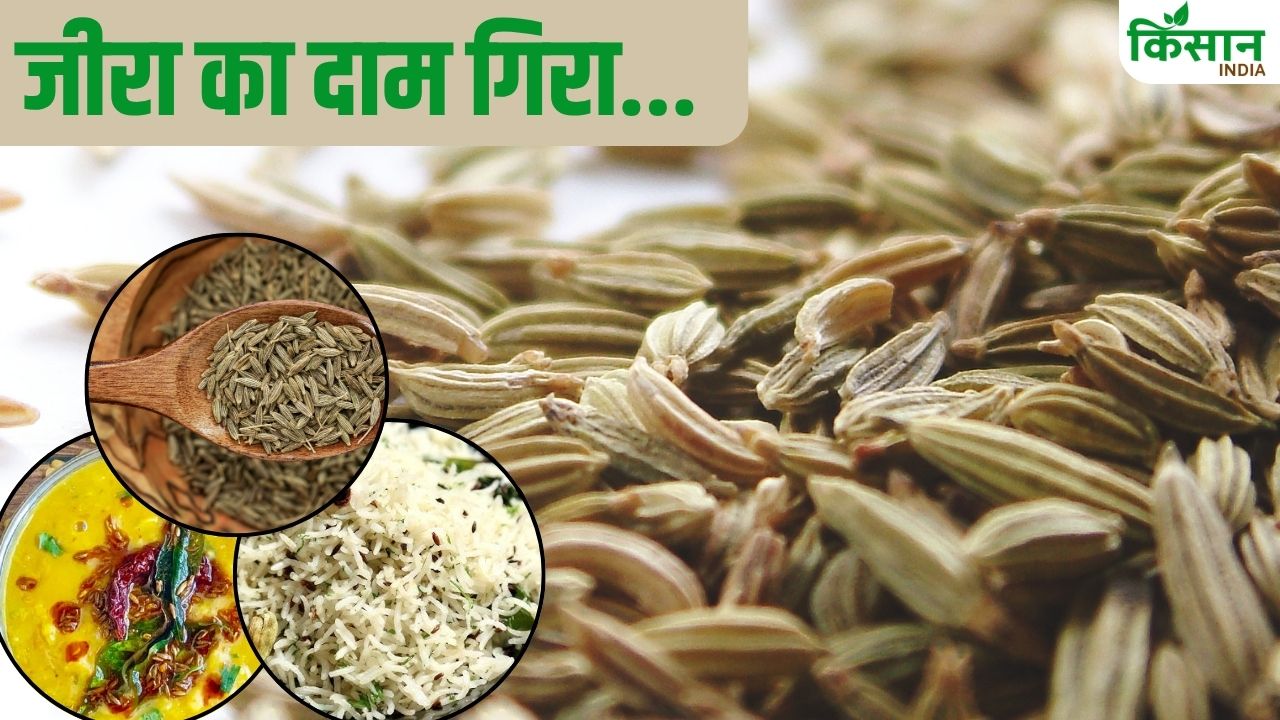 जीरा का दाम 38 फीसदी गिरा, क्या खुले बाजार में भी सस्ता होगा मसाला?