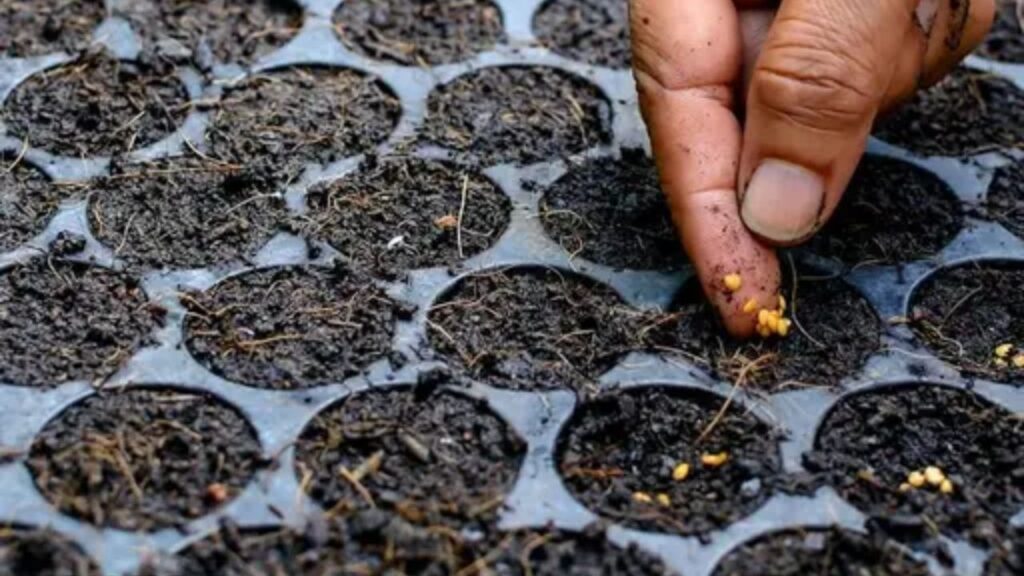 इस फार्मिंग के लिए ऐसी जगह चुनें जहां सूरज की रोशनी भरपूर आती हो. प्रो ट्रे तकनीक से घर पर ही पौध तैयार करें. इसमें वर्मीकम्पोस्ट और रेत का मिश्रण डालें, बीज बोएं और हल्की सिंचाई करें. वहीं गार्डन के लिए क्यारी को गहराई से जोतकर गोबर की खाद डालें. 