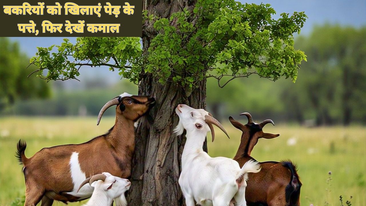 गर्मी में बकरियों को खिलाएं इन पेड़ों के पत्ते, तेजी से बढ़ेगा वजन