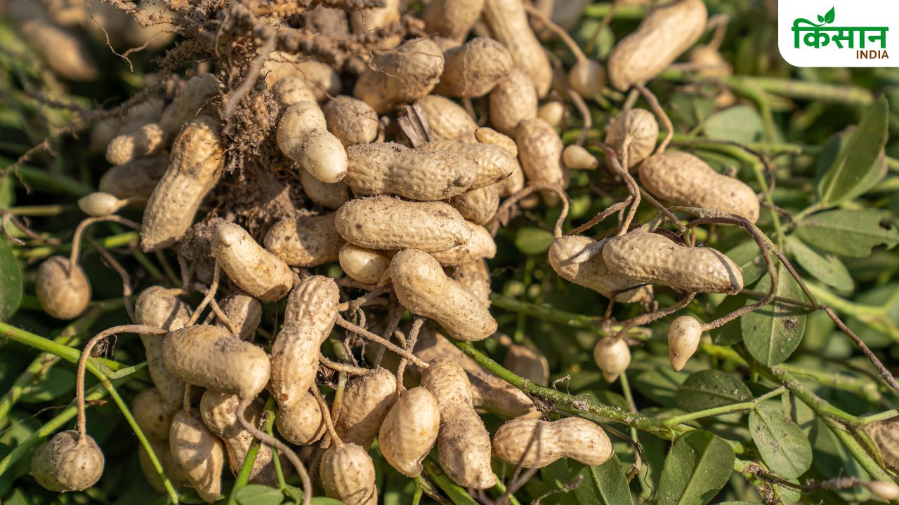 मूंगफली की ये 5 बेस्ट किस्मों की करें खेती, चार गुना बढ़ जाएगी आमदनी