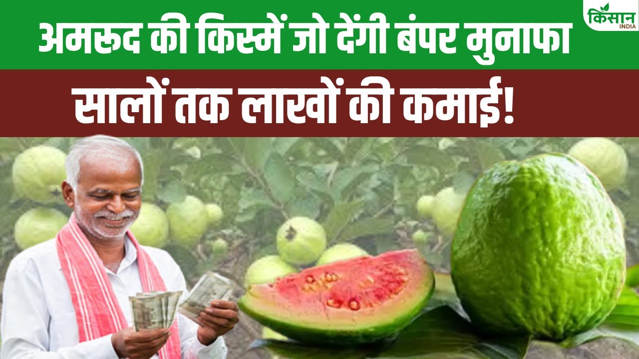 अमरूद की खेती से कमाना है तगड़ा मुनाफा तो करें इन खास किस्मों की बुवाई
