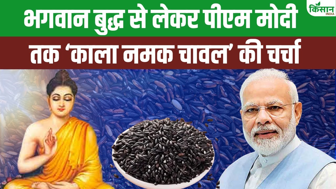 2600 साल पुराना काला नमक चावल की की चर्चा, भगवान बुद्ध से लेकर पीएम मोदी चखा स्वाद