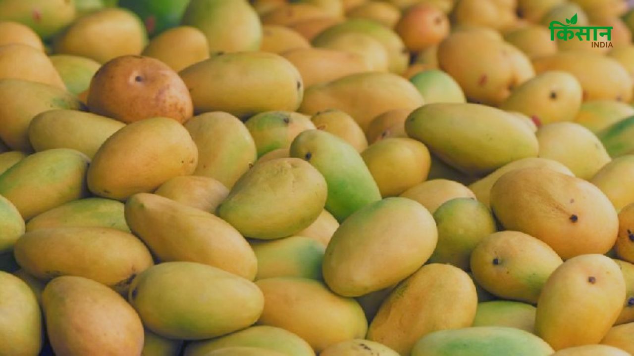 गुजरात के आमों की दुनियाभर में जबरदस्त मांग, 5 साल में 3,000 टन हुआ एक्सपोर्ट