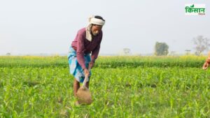 Report: जायद फसलों की बुवाई में सुस्ती, धान और मक्का का रकबा घटा, दालों की ओर बढ़े किसान Report: जायद फसलों की बुवाई में सुस्ती, धान और मक्का का रकबा घटा, दालों की ओर बढ़े किसान