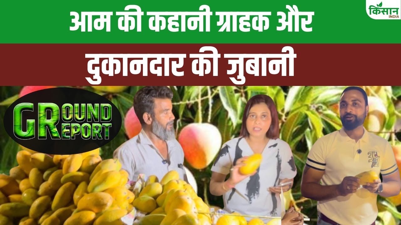 आम आदमी की पहुंच के बाहर हुआ आम, ग्राउंड रिपोर्ट में देखिए हकीकत