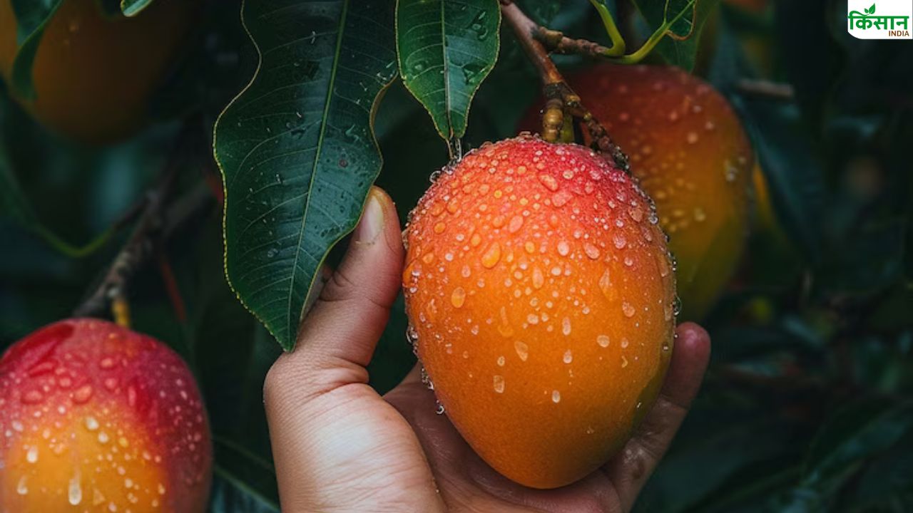 1500 रुपये पीस बिकता है यह आम, नवाब सिराजुद्दौला से जुड़ा है इसका इतिहास