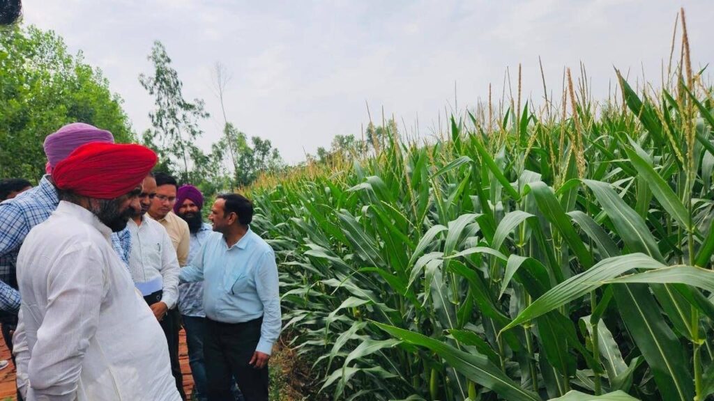 उत्तर प्रदेश में मक्के की औसत उपज 21.63 क्विंटल प्रति हेक्टेयर है, वहीं तमिलनाडु जैसे राज्य प्रति हेक्टेयर 59.39 क्विंटल तक उपज ले रहे हैं. जबकि राष्ट्रीय औसत 26 क्विंटल है. विशेषज्ञ मानते हैं कि वैज्ञानिक तकनीकों से यह उत्पादन क्षमता 100 क्विंटल प्रति हेक्टेयर तक पहुंच सकती है. उत्तर प्रदेश में मक्के की औसत उपज 21.63 क्विंटल प्रति हेक्टेयर है, वहीं तमिलनाडु जैसे राज्य प्रति हेक्टेयर 59.39 क्विंटल तक उपज ले रहे हैं. जबकि राष्ट्रीय औसत 26 क्विंटल है. विशेषज्ञ मानते हैं कि वैज्ञानिक तकनीकों से यह उत्पादन क्षमता 100 क्विंटल प्रति हेक्टेयर तक पहुंच सकती है.