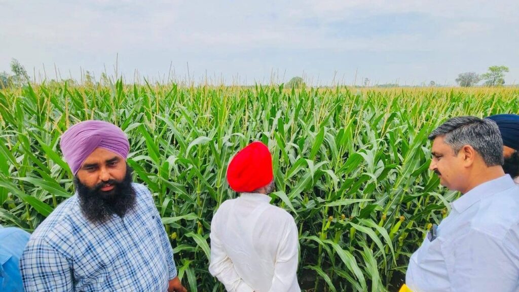 मक्का एक ऐसी बहुउपयोगी फसल है जिसे खरीफ, रबी और जायद, तीनों मौसमों में उगाया जा सकता है. यह पोषक तत्वों से भरपूर होती है और हर तरह की मिट्टी में अच्छे जल निकासी के साथ सफलतापूर्वक उगाई जा सकती है. मक्का एक ऐसी बहुउपयोगी फसल है जिसे खरीफ, रबी और जायद, तीनों मौसमों में उगाया जा सकता है. यह पोषक तत्वों से भरपूर होती है और हर तरह की मिट्टी में अच्छे जल निकासी के साथ सफलतापूर्वक उगाई जा सकती है.