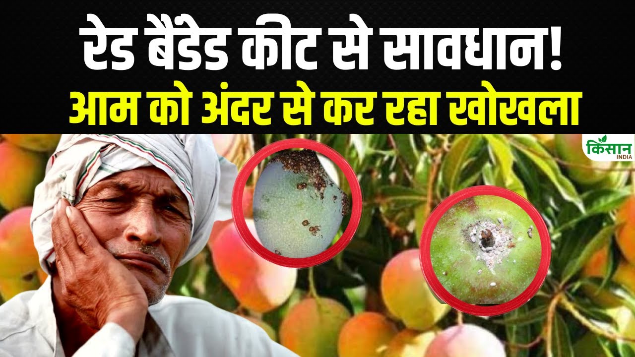 आम को बर्बाद करता है ये खतरनाक कीट, बचाव के लिए करें ये उपाय