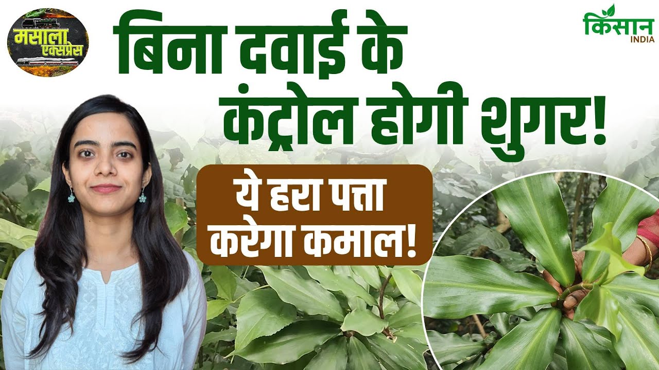 Insulin Plant: क्या ये पत्ता कर सकता है Diabetes का खात्मा?