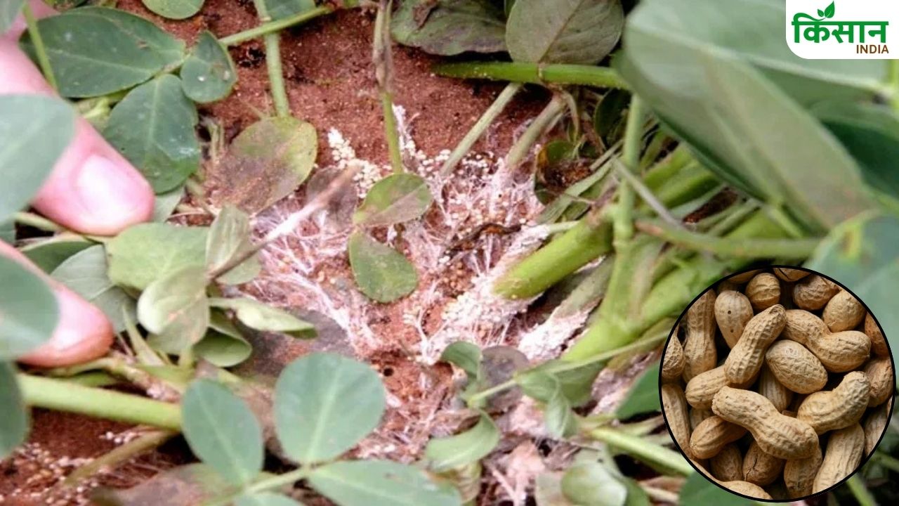 मूंगफली को खराब करते हैं ये कीट, इन उपायों से करें बचाव