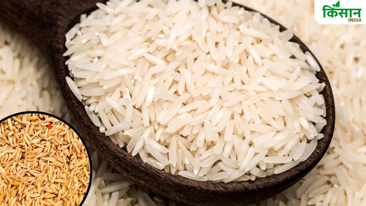 ईरान- इजराइल संघर्ष से चावल का कारोबार प्रभावित, बंदरगाहों पर फंसा 1 लाख टन बासमती