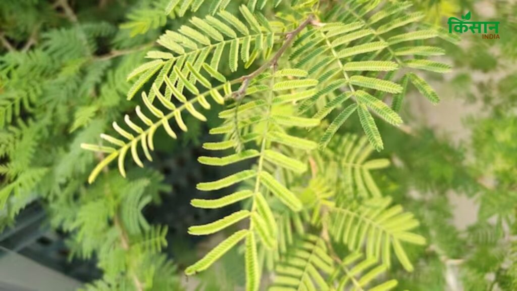 यदि तुलसी और शमी को एक साथ लगाया जाए तो तुलसी का शुभ प्रभाव खत्म हो सकता है, जिससे न केवल मानसिक अशांति बढ़ेगी बल्कि आर्थिक समस्याएं भी उत्पन्न हो सकती हैं.