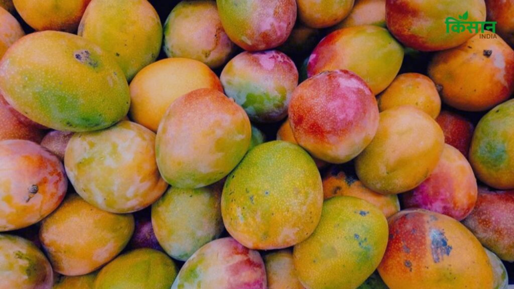 Mango MSP Mango MSP