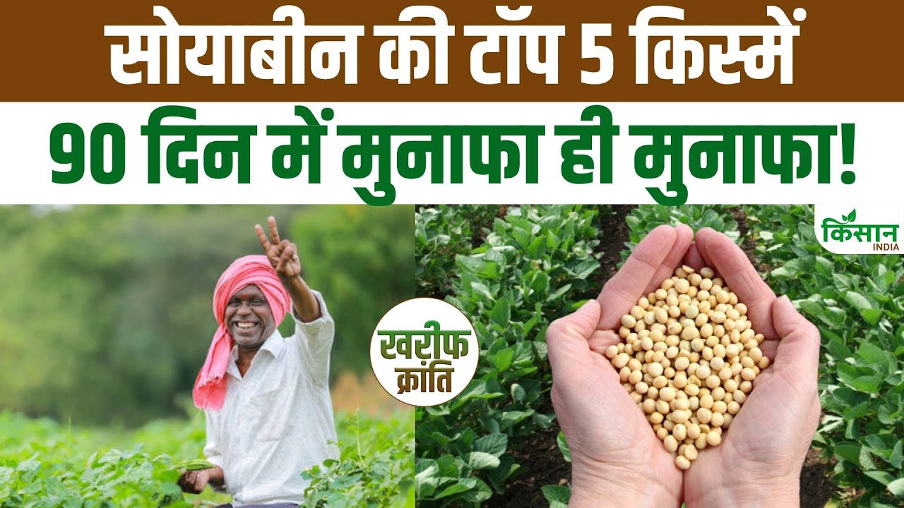 खरीफ सीजन में सोयाबीन की इन 5 किस्मों की करें खेती, ज्यादा मिलेगा मुनाफा