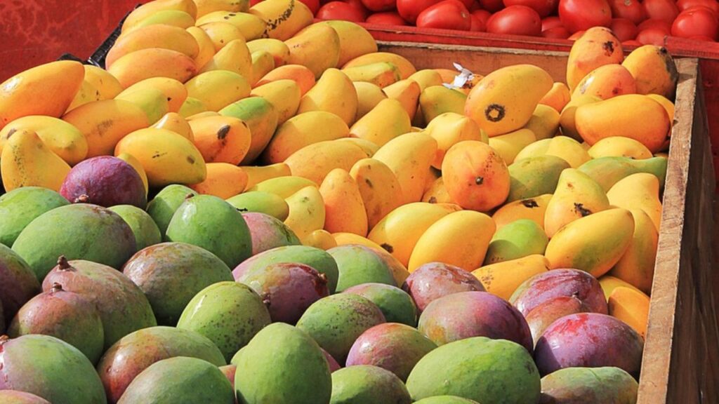 Mango crop destroyed in Uttar Pradesh
Mango crop destroyed in Uttar Pradesh