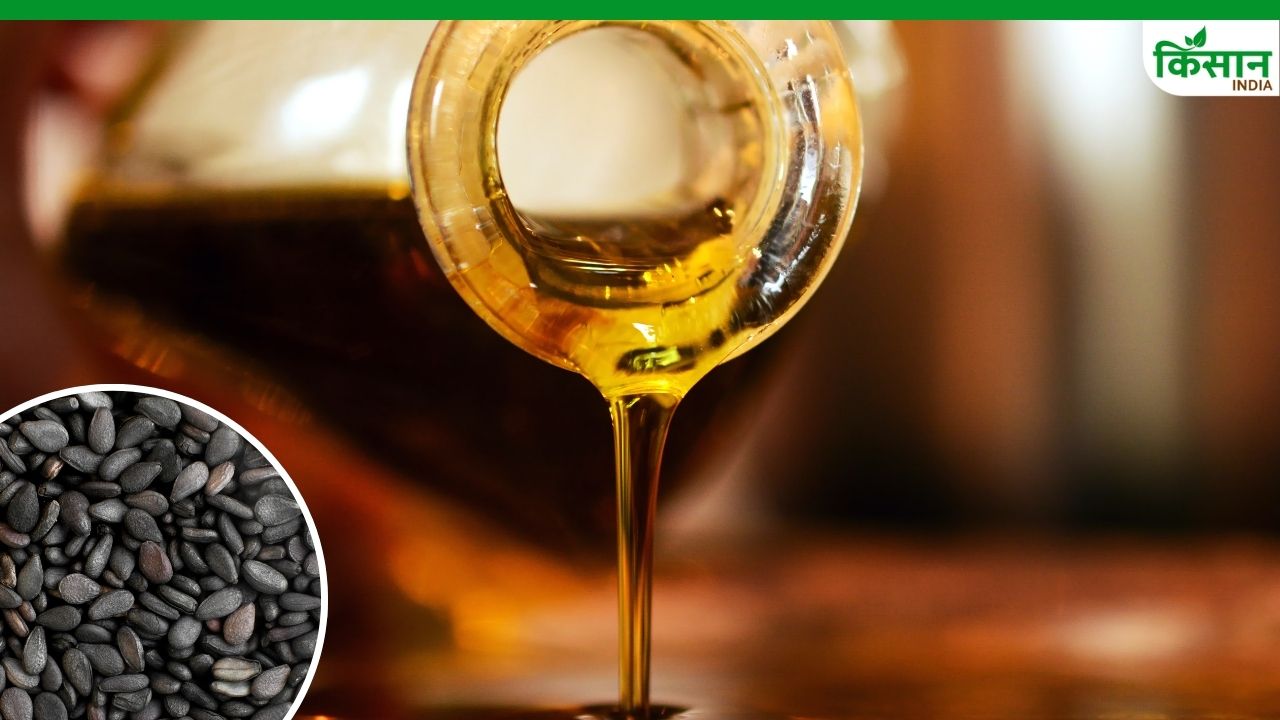 घर पर निकालें तिल का तेल, स्किन के लिए मॉइस्चराइजर का करता है काम
