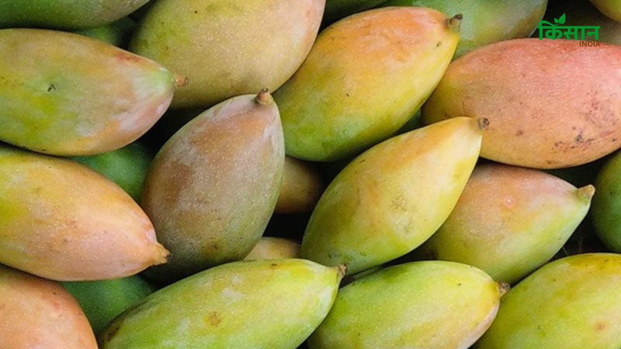 Registration For Mango Purchase Begins In Karnataka 1750 Per Quintal Is Rate
