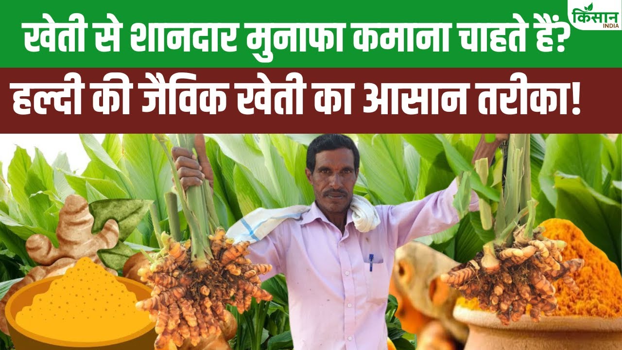 आसानी से करें हल्दी की जैविक खेती, होगा अच्छा मुनाफा