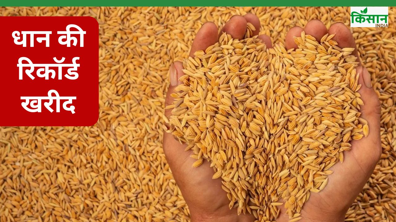 तेलंगाना में 155 फीसदी बढ़ी रबी धान की खरीद, 12 मई तक रिकॉर्ड तोड़ 43.10 लाख टन खरीदा गया अनाज