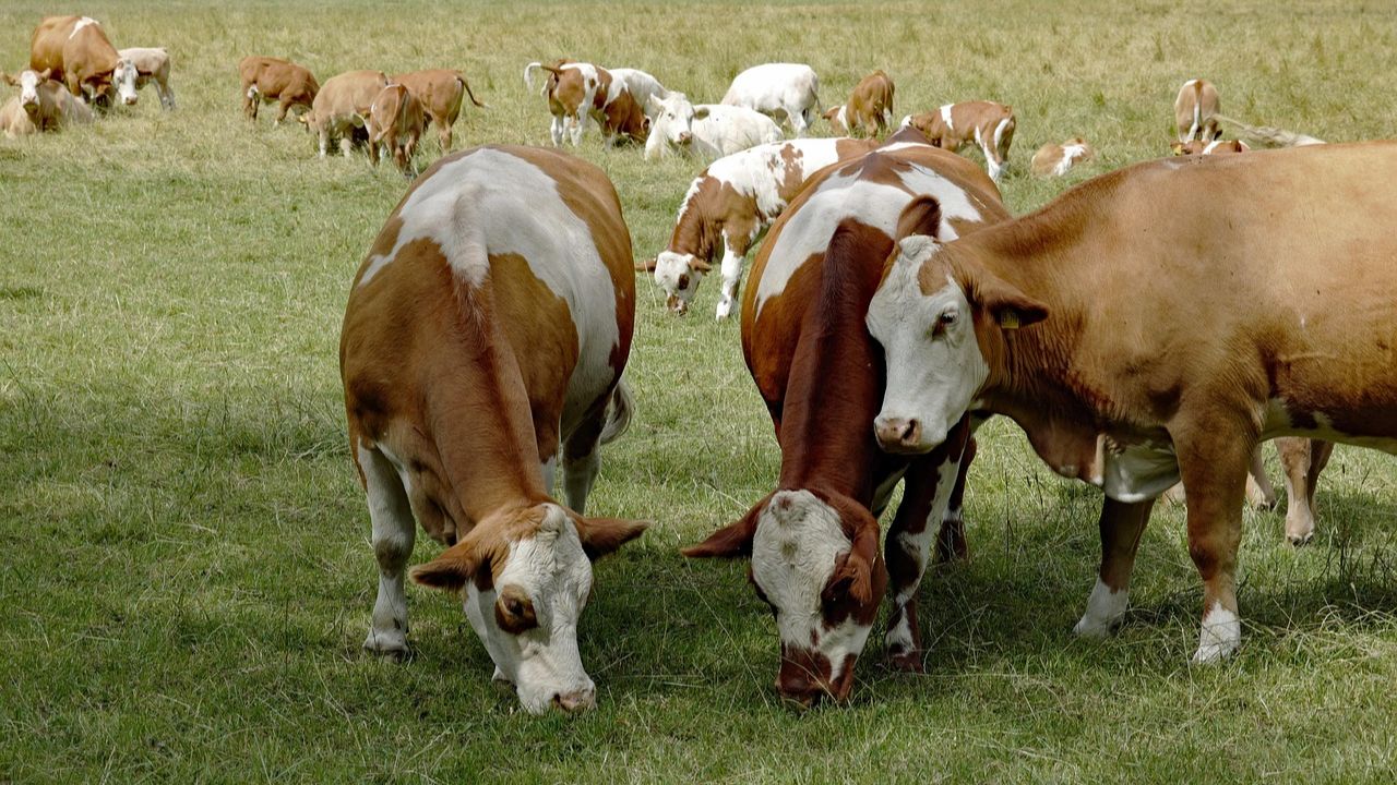 हर दिन 50 लाख लीटर दूध उत्पादन होगा, नई योजना से बढ़ेगी डेयरी किसानों की कमाई