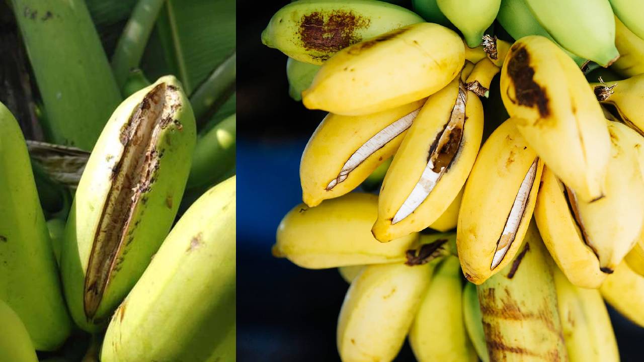 केले के फलों को फटने से कैसे बचाएं? किसानों के लिए जरूरी जानकारी