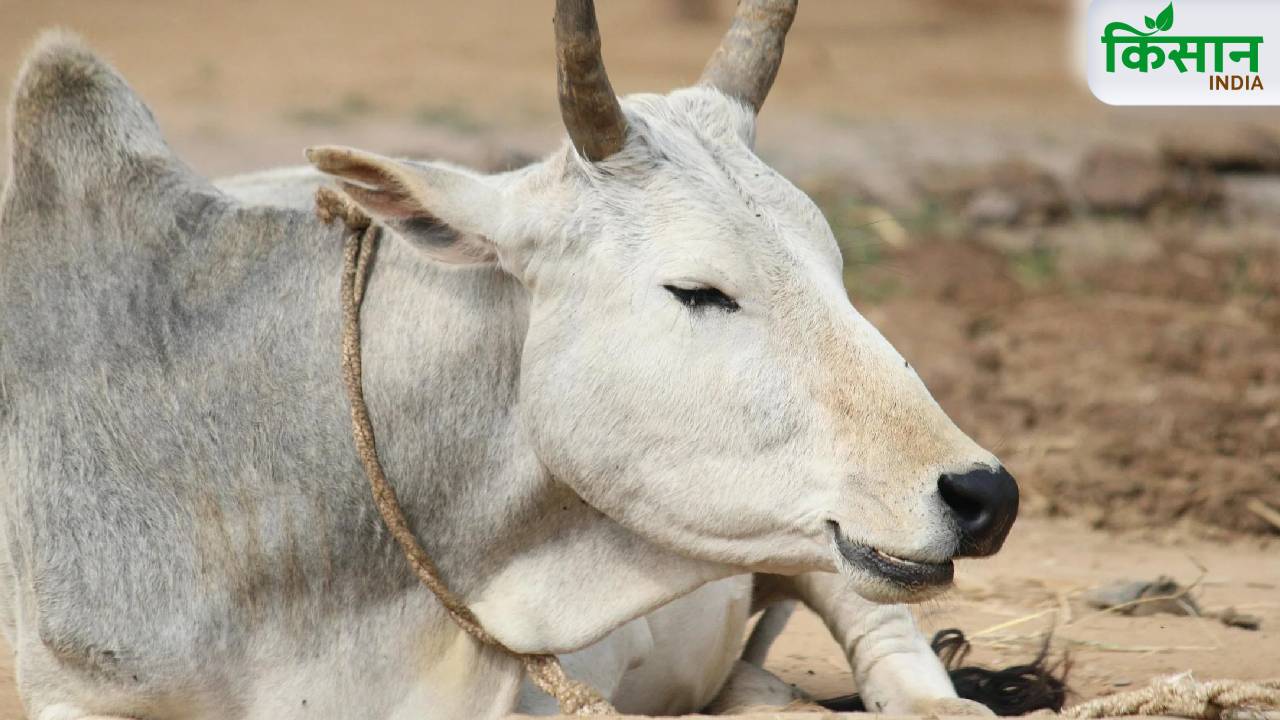 गोपाल योजना में बड़ा बदलाव, अगस्त से बेसहारा गायों के लिए हर महीने मिलेंगे 1200 रुपये